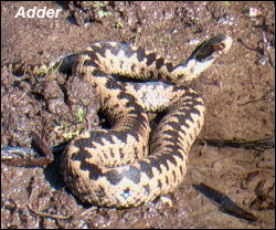 Adder