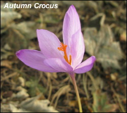 Autumn Crocus