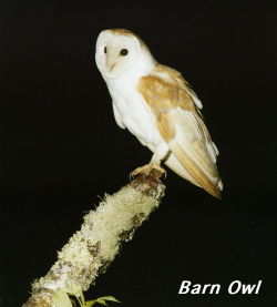 BarnOwl