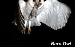 Barn Owl