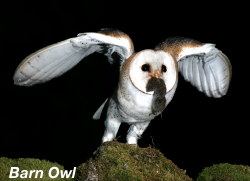 Barn Owl