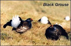 Black Grouse