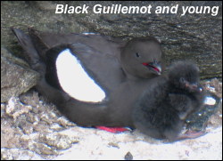 Black Guillemotl