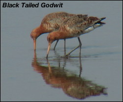 Black Tailed Godwit