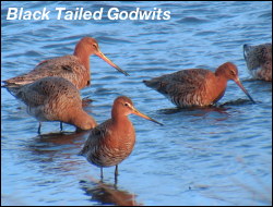 Black Tailed Godwit