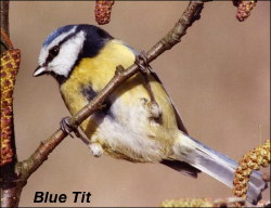 Blue Tit