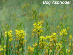 Bog Asphodel