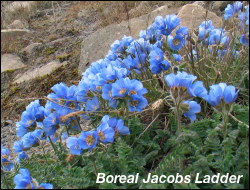 Boreal Jacobs Ladder