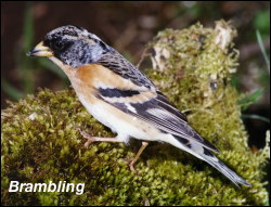 Brambling