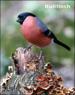 Bullfinch