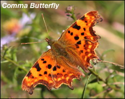 Comma Butterfly