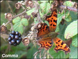 Comma