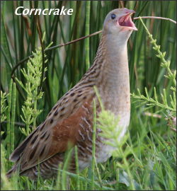 Corncrake