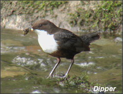 Dipper