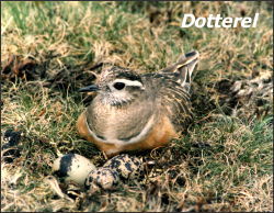 Dotterel