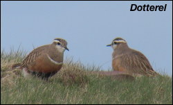 Dotterel