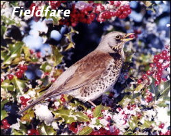 Fieldfare