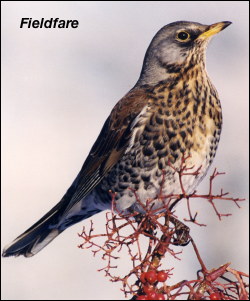 Fieldfare