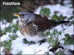 Fieldfare in snow