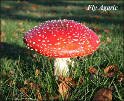 Fly Agaric