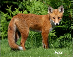 Fox