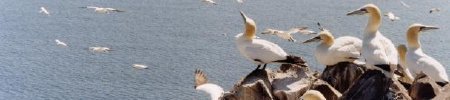 Gannets