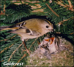 Goldcrest