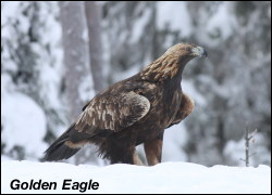 Golden Eagle