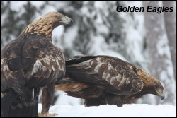 Golden Eagles