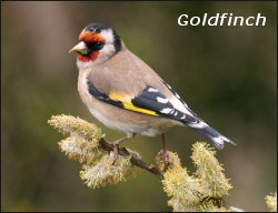Gildfinch