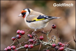 Goldfinch