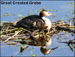 Great Crested Grebe