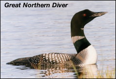 Great Northern Diver