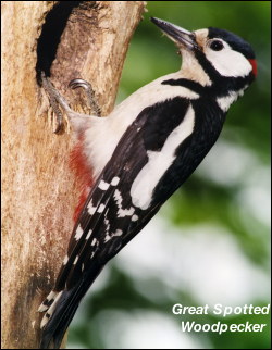 Great Spotted Woodpecker