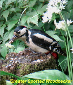 Greater Spotted Woodpecker