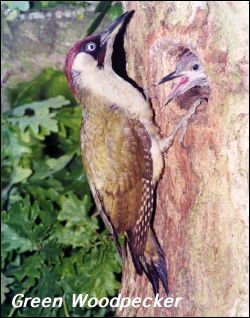 Green Woodpecker