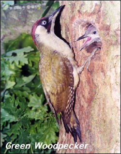 Green Woodpecker