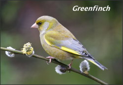 Greenfinch