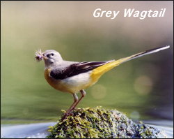 Grey Wagtail