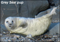 Grey Seal pup