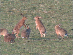 Hares