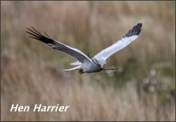 Hen Harrier