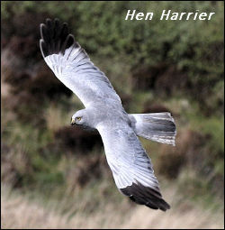 Hen Harrier