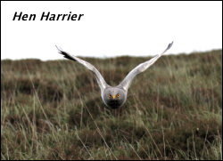 Hen Harrier