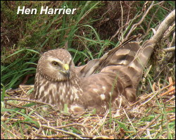 Hen Harrier