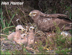 Hen Harrier