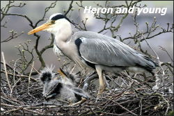 Heron and young