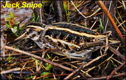 Jack Snipe