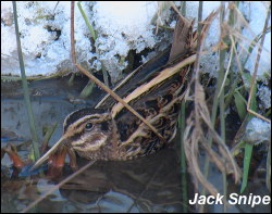 Jack Snipe