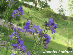 Jacobs Ladder